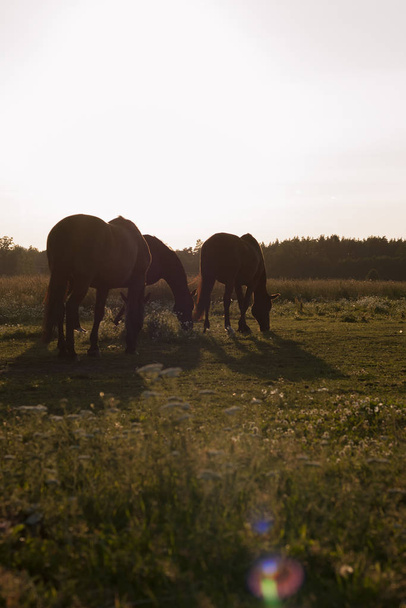 Sommerweide mit drei grasenden Pferden im Abendlicht. - Foto, Bild