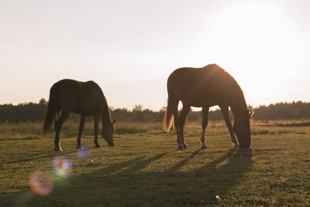 夏の牧草地で2頭の馬の放牧夜の夕日の光の中で。自然なシルエットとグレア. - 写真・画像