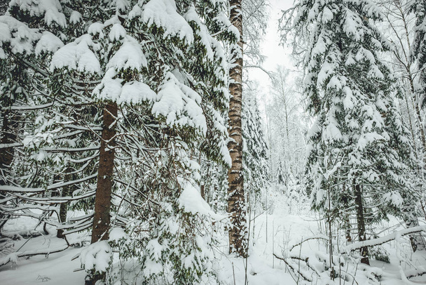 Pine forest road during winter season, winter forest in Europe - Fotoğraf, Görsel