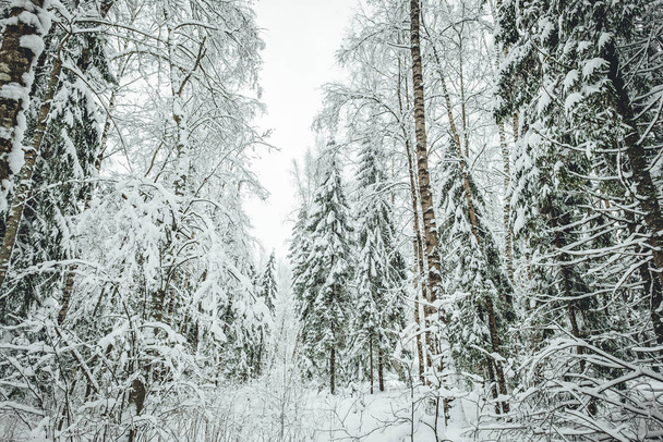 Pine forest road during winter season, winter forest in Europe - Φωτογραφία, εικόνα