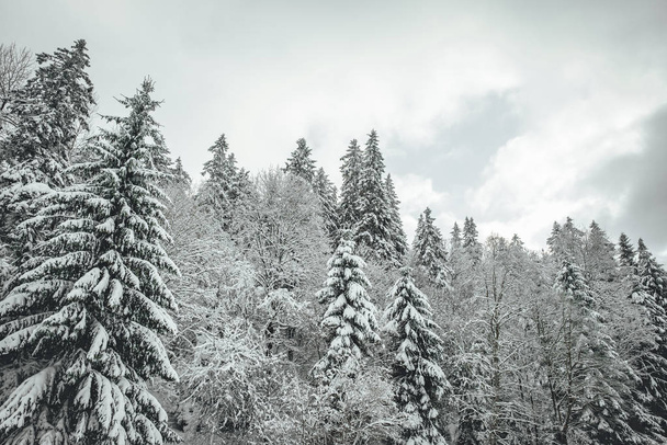 Pine forest  during winter season, winter forest in Europe - Photo, Image