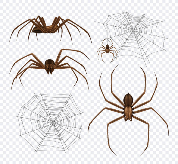 Spidernet Insecten Transparant Set - Vector, afbeelding