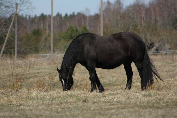 Fekete ló legel egy szegény legelőn. Oldalnézet. - Fotó, kép