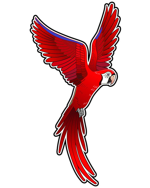 Beautiful tropical exotic parrot bird. Vector illustration. - Photo, Image