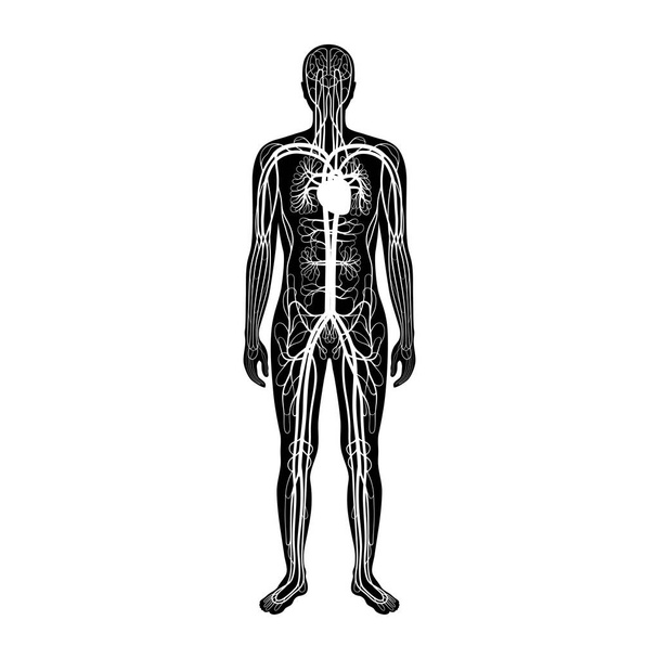 oběhový systém anatomie - Vektor, obrázek