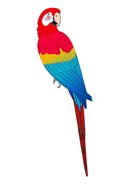Beautiful tropical exotic parrot bird. Vector illustration. - Foto, Imagen