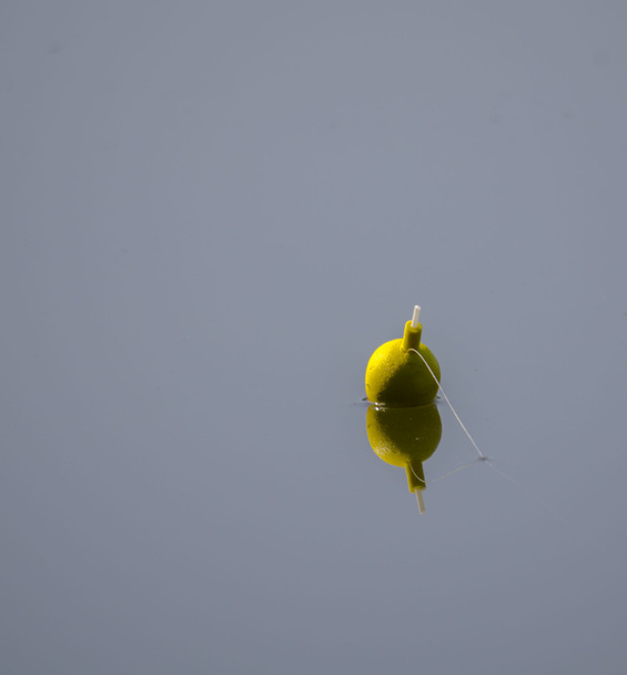 Fishing rod - Valokuva, kuva