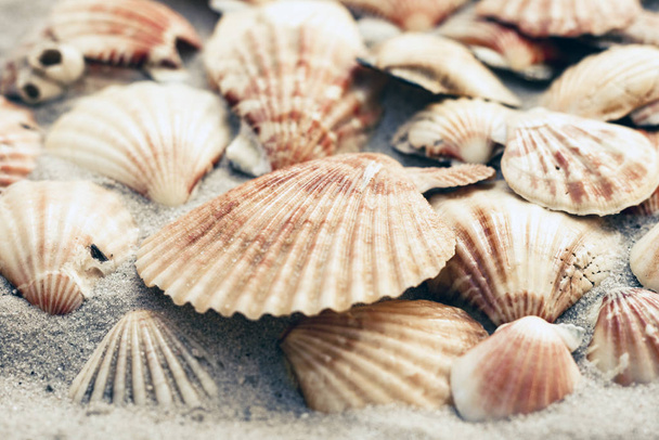 Seashells na písku, letní pláž pozadí s kopírovacím prostorem f - Fotografie, Obrázek