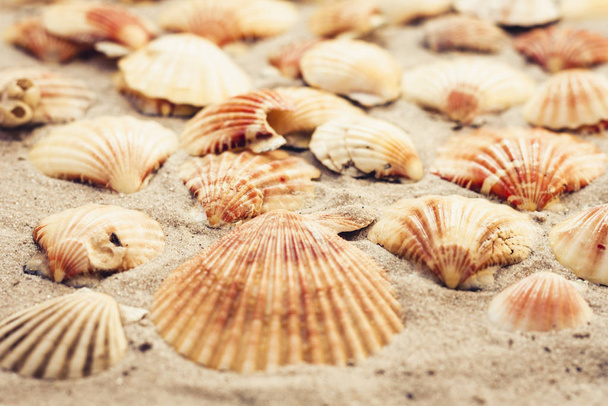 Κοχύλια στην άμμο, φόντο καλοκαιρινή παραλία με αντίγραφο χώρο f - Φωτογραφία, εικόνα
