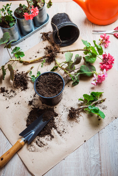 geranium in a pot, transplanting potted flowers - Zdjęcie, obraz