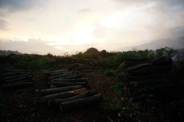 Ormandaki ağaçları kesmenin ve ormanların tahrip edilmesine neden olan keresteler.. - Fotoğraf, Görsel