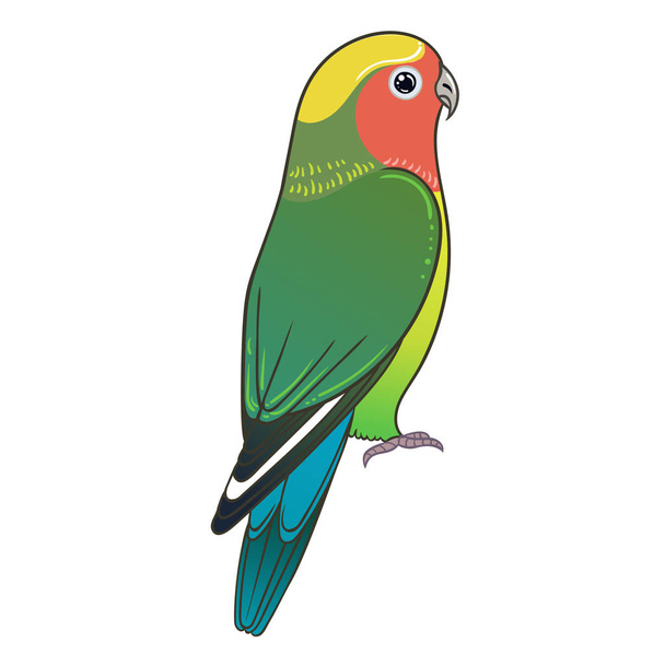 Beautiful tropical exotic lovebird. Vector illustration. - Foto, Bild