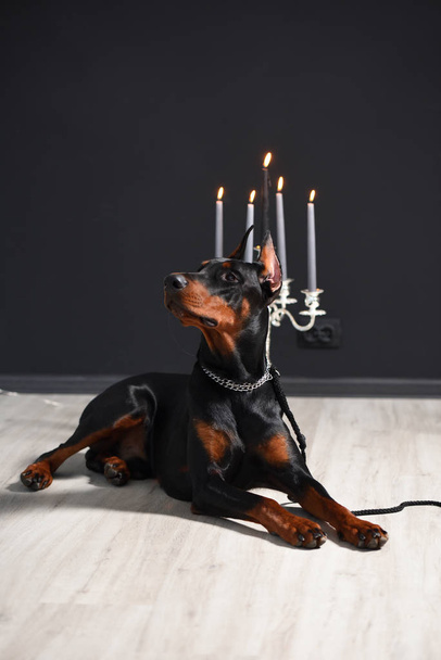 Beautiful Doberman is lying on the laminate floor against a black wall with candlesticks in a photo studio - Foto, Imagem