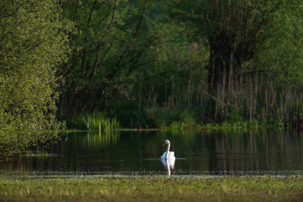 Ztlumit labuť v jezeře za slunečného dne na jaře. - Fotografie, Obrázek