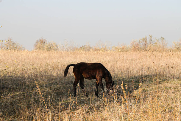 pâturages de chevaux dans la steppe
. - Photo, image