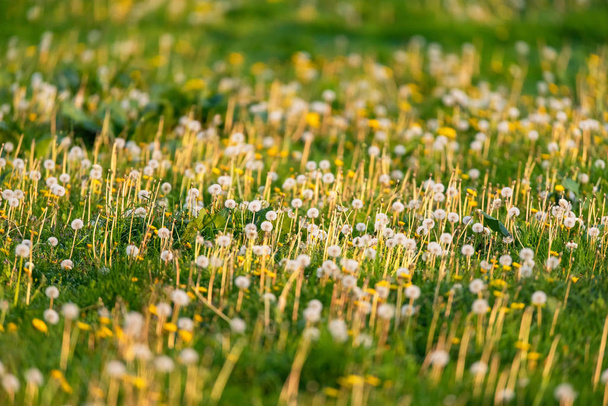 春の間に退色し、開花タンポポの牧草地. - 写真・画像