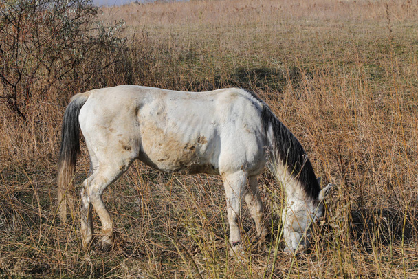 White  Dirty  horse grazes in the steppe. - Photo, Image