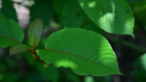 Kratom(Mitragyna speciosa)緑は薬の一種Vdo 4k - 映像、動画