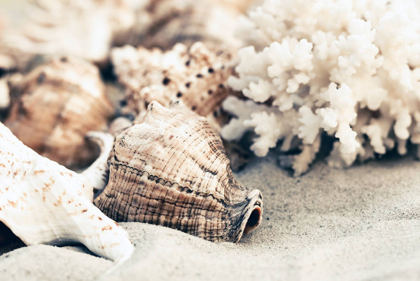 Seashells on the sand, summer beach background with copy space f - Photo, Image