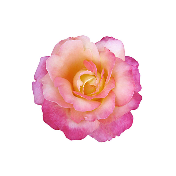 Hermosa rosa colorida aislada sobre un fondo blanco
 - Foto, Imagen