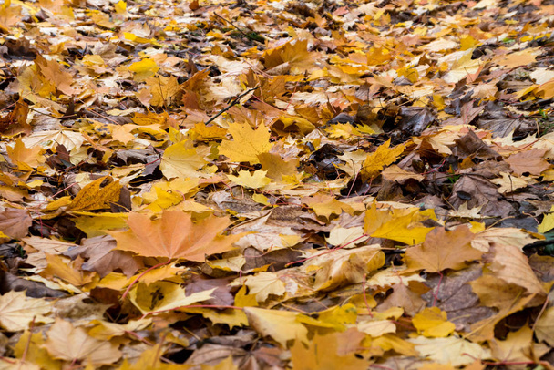 Fallen autumn leaves - Fotografie, Obrázek