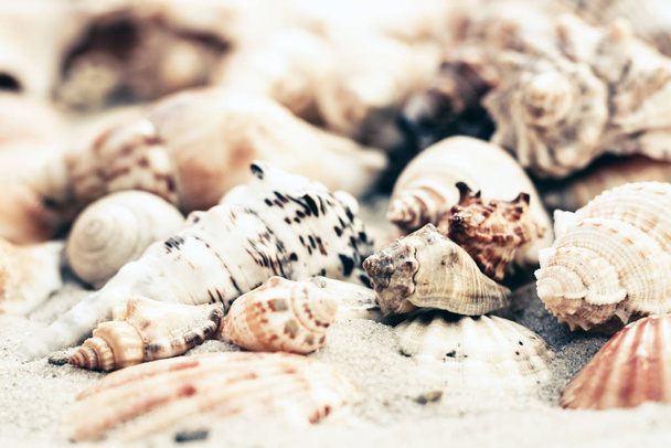 Schelpen op het zand, zomer strand achtergrond met kopieerruimte f - Foto, afbeelding