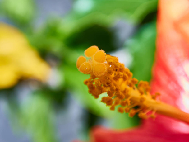 macro of flower with very beautiful colors in the village of the horseshoe almuecar granada andalusia - Photo, Image