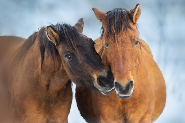 Paardenkudde in beweging op wintersneeuwlandschap  - Foto, afbeelding