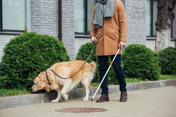 Cropped view of man with walking stick and guide dog walking on street - Фото, изображение
