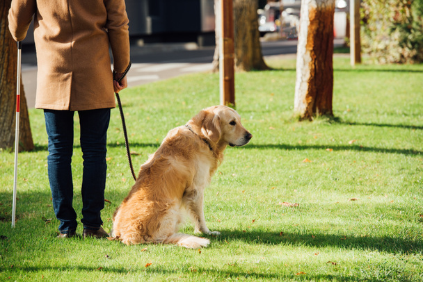 Cropped view of blind man with walking stick and guide dog standing on lawn grass - Foto, immagini