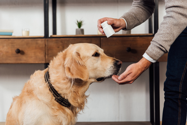 Cropped view of man giving vitamins to golden retriever at home - Photo, Image