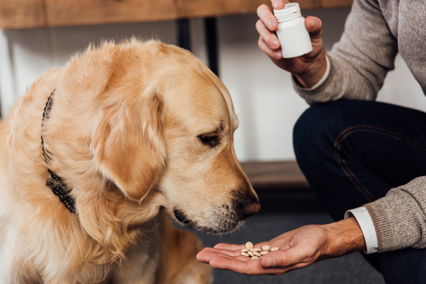 Cropped view of man giving vitamins to golden retriever at home - Foto, immagini