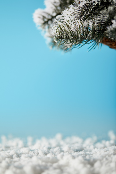 spruce branches in snow on blue for christmas background - Fotó, kép