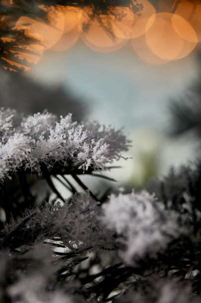 close up of spruce branches in snow with christmas lights bokeh  - Foto, Imagem