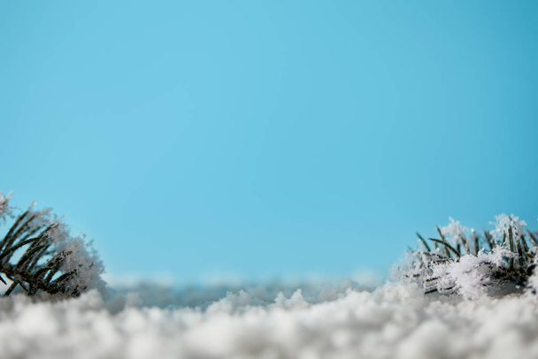 Fichtenzweige im Schnee auf blauem Hintergrund für Weihnachten - Foto, Bild