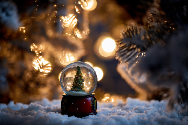 christmas tree in snowball standing in snow with spruce branches and lights bokeh at night - Fotoğraf, Görsel