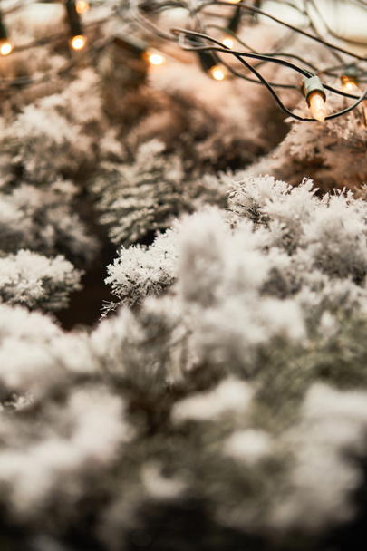 close up of lights garland on spruce branches in snow  - 写真・画像