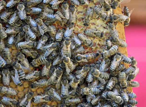 Dans la ruche, la famille des abeilles est en nid d'abeille
. - Photo, image