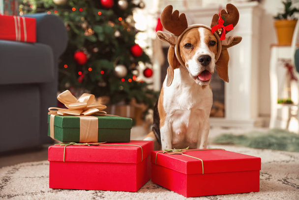 Niedlicher Hund mit Hirschhörnern und Geschenken im weihnachtlich dekorierten Zimmer - Foto, Bild