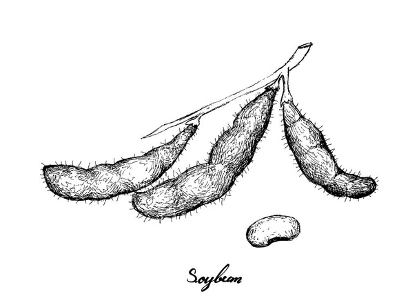 Hand gezeichnet von köstlichen frischen Sojabohnen - Vektor, Bild