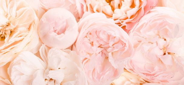 Nieostre płatki róż, abstrakcyjne tło romantyczne, pastelowa i miękka kartka kwiatowa - Zdjęcie, obraz