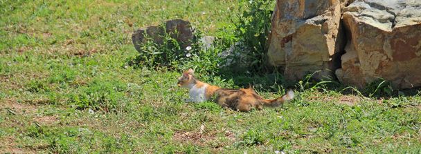 Homeless tricolor cat is preparing for the jump, animals. - Фото, изображение