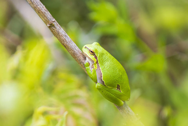 Closeup of a small European tree frog (Hyla arborea or Rana arbo - Photo, Image