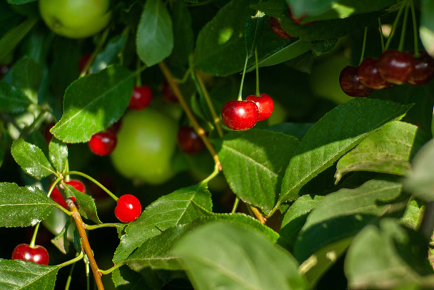 A branch of felt cherry with ripe berries on the background of a - Photo, Image