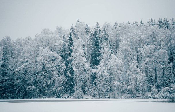 Trees strewn with snow in the winter forest. - 写真・画像