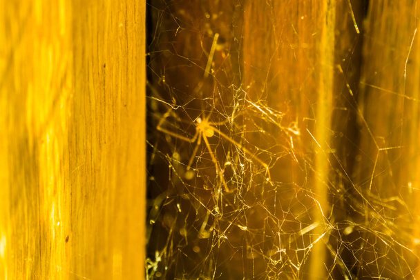 closeup of the web construction of a daddy long legs spiders, common spider found in homes - Photo, Image