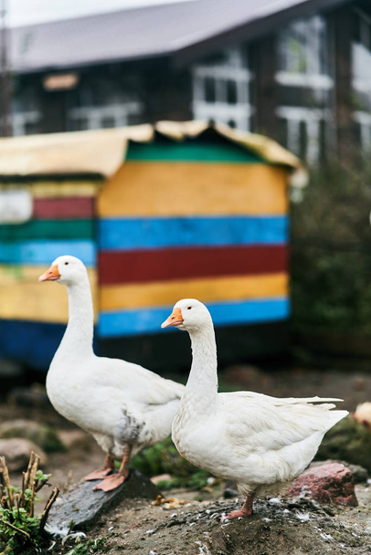 Twee witte ganzen in een dierentuin. Boerderij vogels - Foto, afbeelding