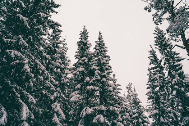 Trees strewn with snow in the winter forest. - Fotó, kép