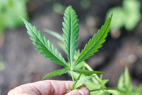 Cannabis Leaves on Marijuana Plant, Concept breeding of marijuan - Photo, Image