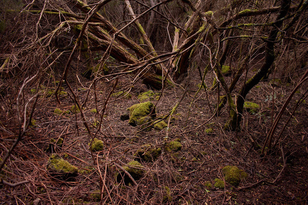 Flechten wachsen auf dem Waldboden - Foto, Bild